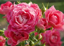 Cerise Flower Circus rose