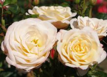 Corinna Flower Circus rose