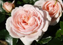 Cream Flower CIrcus rose