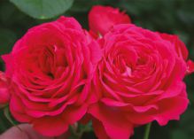 Esmeralda Flower Circus rose