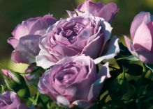 Lavender Flower Circus rose