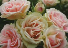 Patricia Flower Circus rose