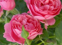 Pink Flower Circus rose