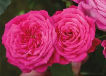 Ramira Flower Circus rose
