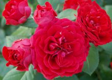 Ruby Flower Circus rose