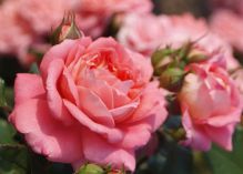 Salmon Flower Circus rose