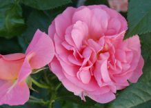 Sylvia Flower Circus rose