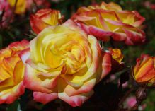 Vulcano Flower Circus rose